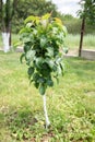 Small apple tree in wild nature