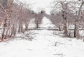 Small Apple Trees During Wintertime