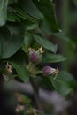 Small apples - Apple tree (Malus domestica) - columnar fruit