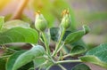 Small apples on a branch