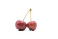 Small apples on a branch. isolated apples are a small variety the size of cherries