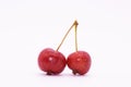 Small apples on a branch. isolated apples are a small variety the size of cherries