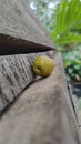 small apples fall on the balcony like autumn Royalty Free Stock Photo