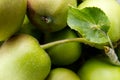 Small apples, freshly picked from the tree Royalty Free Stock Photo