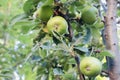 Small apples growing on a apple tree Royalty Free Stock Photo