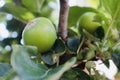 Small apples growing on a apple tree Royalty Free Stock Photo