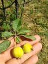 Small apples in hand, soft background