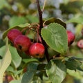 Ripe apples on a branch.