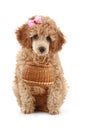 Small apricot color poodle with wicker basket