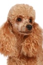 Small apricot poodle