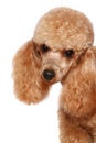 Small apricot poodle