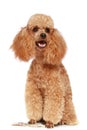 Small apricot poodle