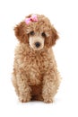 Small apricot poodle with pink bow