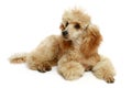 Small apricot poodle puppy