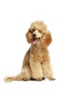 Small apricot poodle puppy Royalty Free Stock Photo