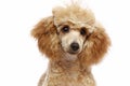 Small apricot poodle puppy