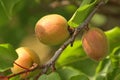 Small apricots swelling on branch
