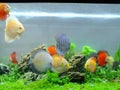 Small aquarium colourful fishes