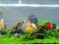 Small Aquarium with fishes and seaweeds ecosystem