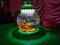 This is a small aquarium with gold fish inside in-this aquarium Royalty Free Stock Photo
