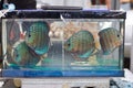 Small aquarium with juvenile turquoise discus, popular artificial aqua trade breed of beautiful ornamental fish