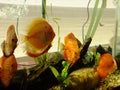 Small Aquarium with orange golden fishes and seaweeds ecosystem water background