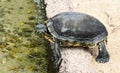 Small aquarium turtle preparing to jump in water