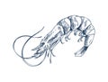 Small Aquatic Creature Shrimp Monochrome Depiction