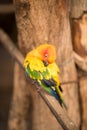 Small Ara parrot. Macaw on the branch cleaning it wool. Royalty Free Stock Photo