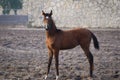 Small arabian horse Royalty Free Stock Photo