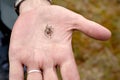 Small araneus spider sits on a man hand.