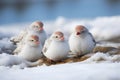 small arctic birds on a snowy ground