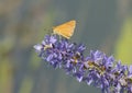 Small Arogos Skipper Butterfly on Pickerelweed