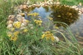 Small Artificial Decorative Pond On The Backyard In Summer