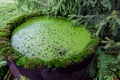 A small artificial pond is covered with green water plants Royalty Free Stock Photo