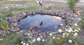 A small artificial pond made in the garden. Around planted daisies. Go near the pigeons.