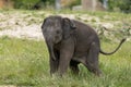 Very small elephant puppy in zoo