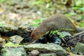 Small asian mongoose eating water in the pond