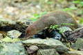 Small asian mongoose eating water in the pond