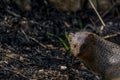 Small Asian Mongoose or Herpestes javanicus