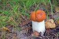 Small aspen mushroom