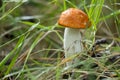 Small aspen red cap mushroom stands in the damp green grass