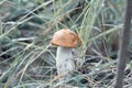 Small aspen red cap mushroom stands in the damp green grass