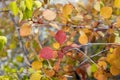 Small aspen tree with red leaves is on a blurred background in a park in autumn Royalty Free Stock Photo