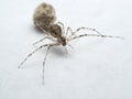 P6300335 unidentified female cobweb spider, Theridiidae species, with its egg sac on white cECP 2016