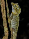 Angle-headed Dragon in Queensland Australia Royalty Free Stock Photo