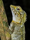 Angle-headed Dragon in Queensland Australia Royalty Free Stock Photo