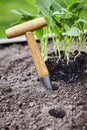 Small augur and tray of nursery seedlings Royalty Free Stock Photo