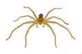 Small Australian Huntsman Royalty Free Stock Photo