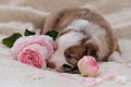 Small Australian Shepherd puppy red Merle on white fluffy soft blanket next to pink roses. Beautiful aussie dog for holiday cards Royalty Free Stock Photo